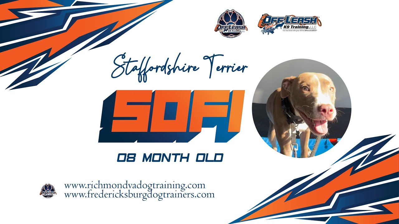 Staffordshire Terrier || 8 months old || Sofi || Best Dog Trainers in VA  
