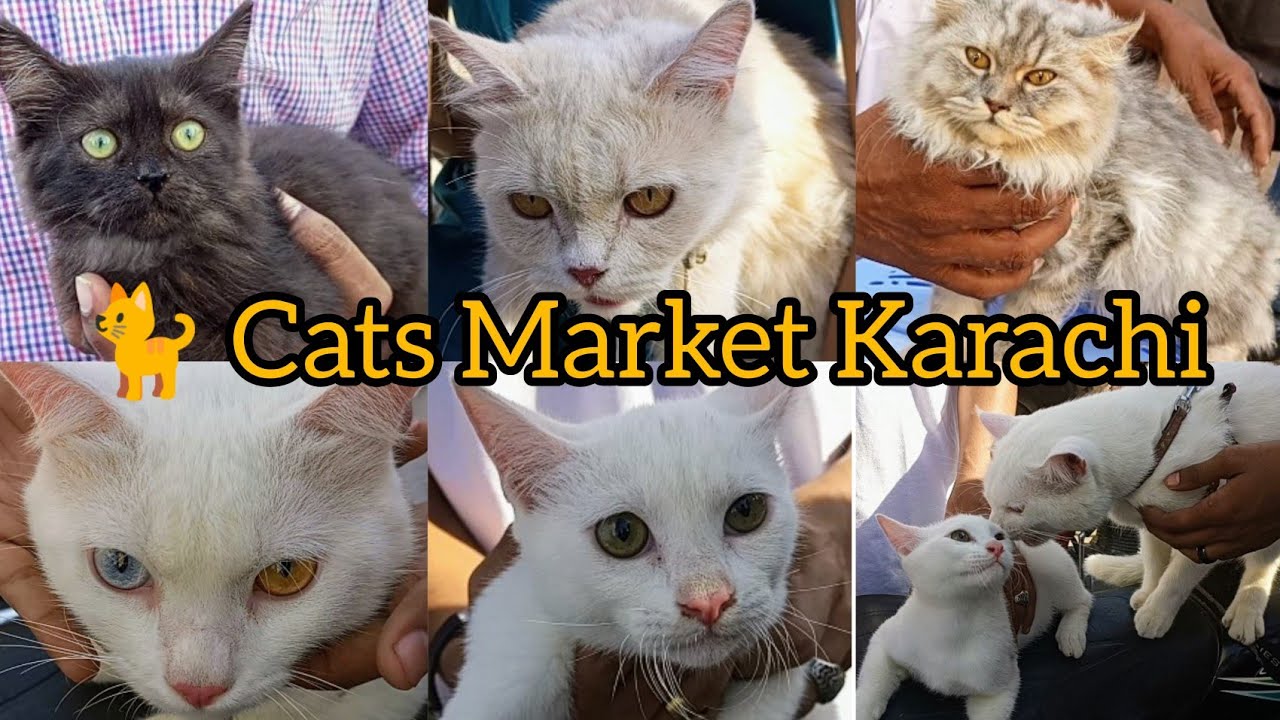 Cats Market Saddar Karachi Billi ki Market in Urdu Hindi 21022