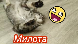 Смешной кот//Funny cat//Гепард