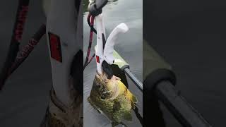 Giant Sunfish #shellcracker #sunfish