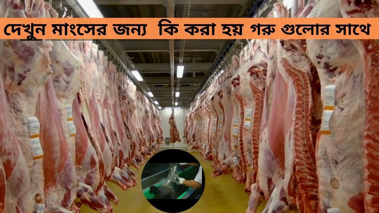 Modern meat processing factory-pork production process
