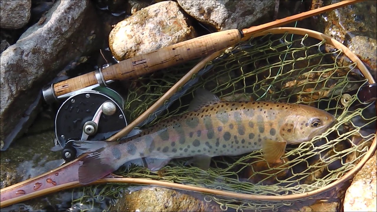 里川の小さな川はヤマメやイワナが大きくビックリ フライフィッシング 北海道 Flyfishing Youtube