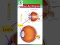 Human Eye Diagram in 55 Sec | Most Repeated NEET PYQ | Hindi, Retina Trick