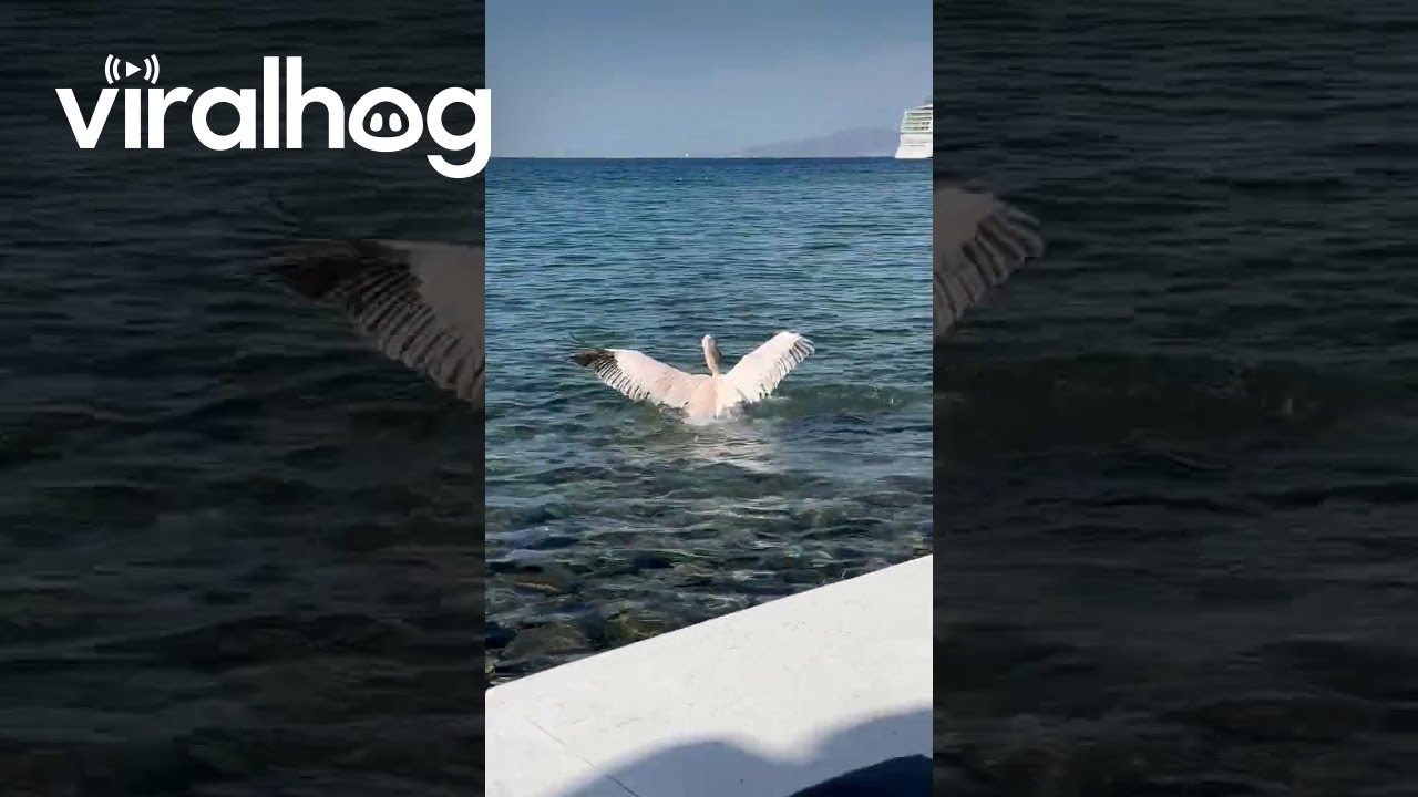 Giant Pelican Named Petros in Mykonos || ViralHog