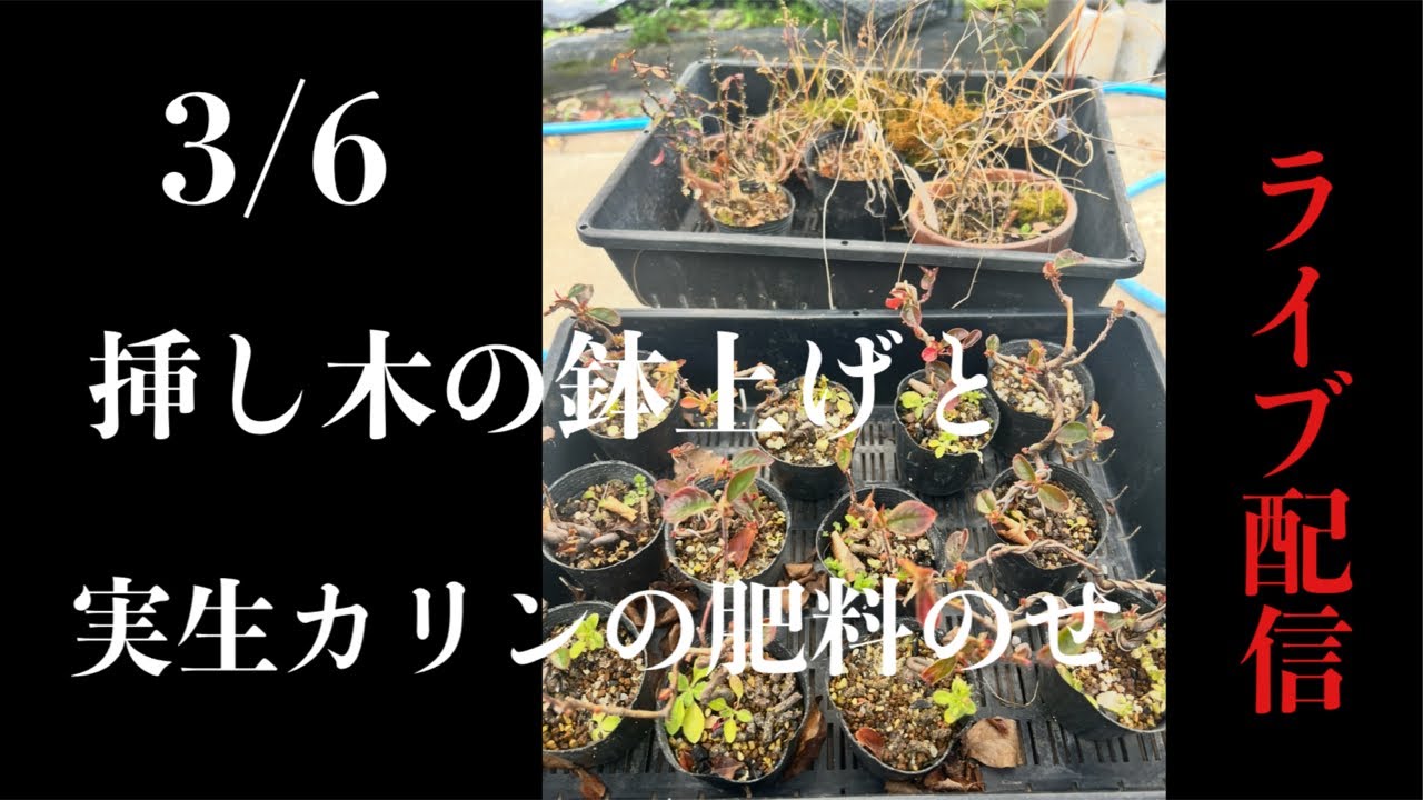カリン盆栽 カリン 1点もの No.196の盆栽を販売｜教室は盆栽妙 – 盆栽妙 本店