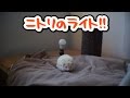 ハリネズミとニトリのライト!!"パート4" Hedgehog and NITORI's light!!"part4"《 Hedgehog diary やすじろうの日常#119 》