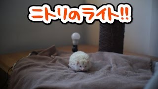 ハリネズミとニトリのライト!!"パート4" Hedgehog and NITORI's light!!"part4"《 Hedgehog diary やすじろうの日常#119 》