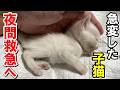 体調が急変した子猫を急いで夜間救急へ