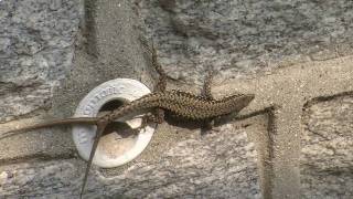 Lizard with two tails Lizard with two tails