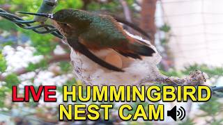 Live Allen's Hummingbird "Sapphire" Nest Cam from Hatch to Fledge screenshot 1