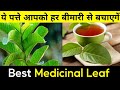 ये पत्ते आपको सैकड़ों बीमारियों से बचाएंगे | Amrud ke patte ke fayade