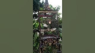 cucak kombo trotol belajar bunyi(BWS)