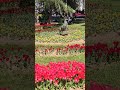 EMİRGAN lale FESTİVALİ zamanı videonun uzun versiyonunu bu gün izleyebilirsiniz #shorts #keşfet