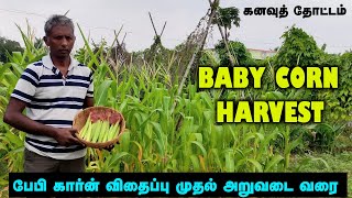 கனவுத் தோட்டம் | பேபி கார்ன் அறுவடை | அறுவடையில் நாங்கள் செய்த ரெசிபீஸ் | Baby Corn Harvest