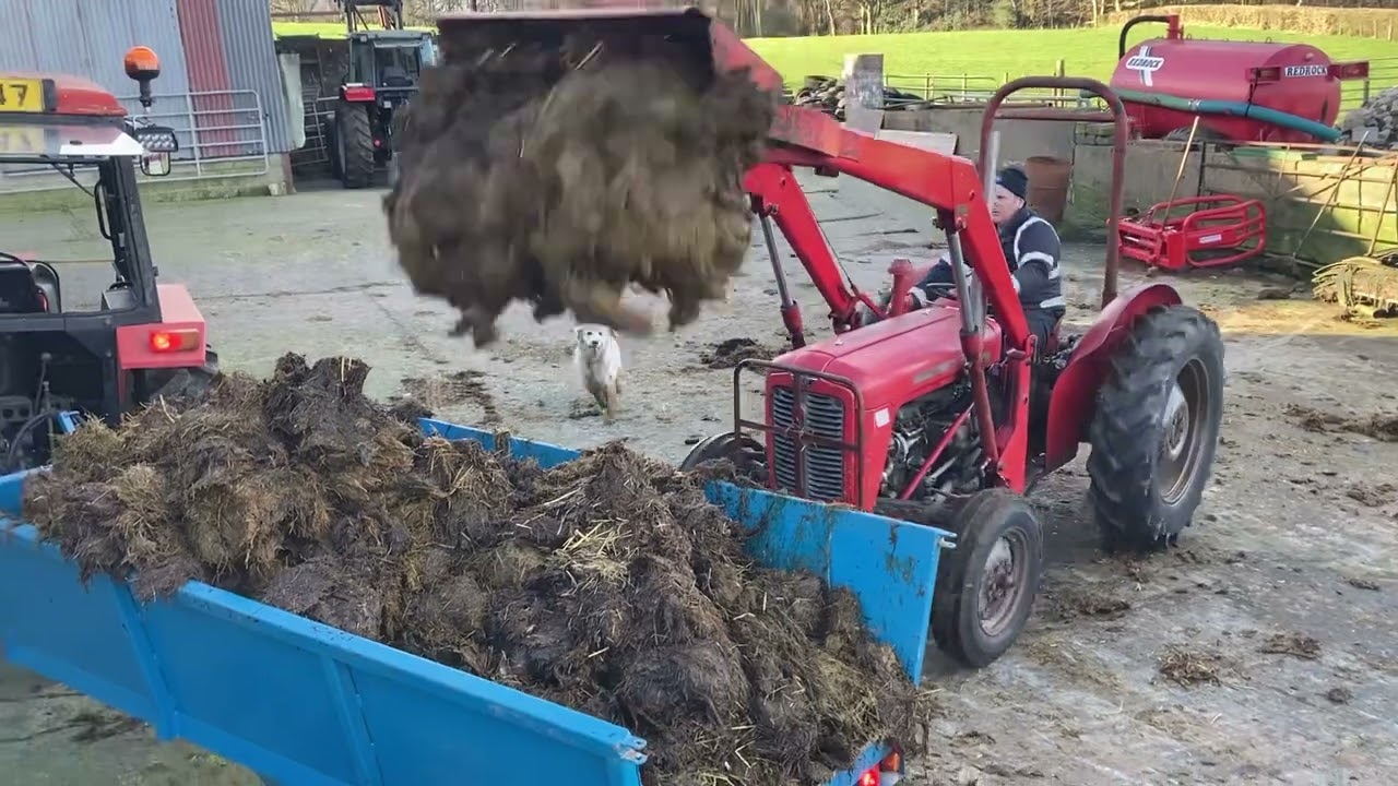 MF35  (1962) & MF40 loader