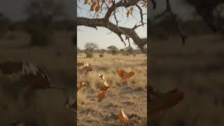 Deciduous trees shed their leaves to prevent loss of nutrients during dry conditions.