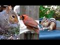 Cat TV for Cats to Watch 😻 Gray Squirrel, Chipmunk and Birds at the Bird Feeder