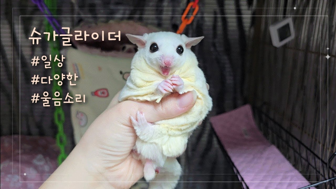 슈가글라이더 다양한 울음소리 / 슈가글라이더 키우기 