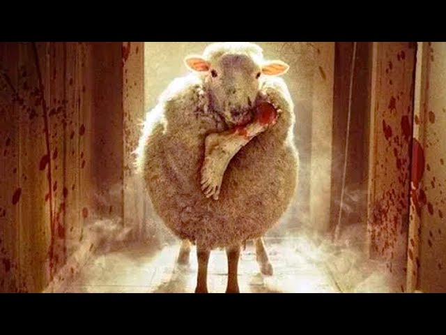 OVEJAS ASESINAS (Trailer español) - YouTube