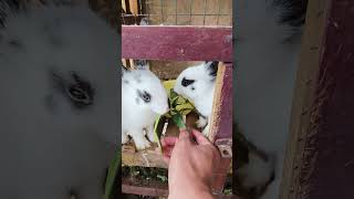 bunnyy #kelincihitamputih #satwalucu