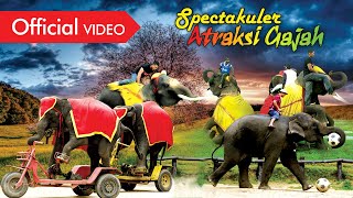 Atraksi Gajah - Gajah Kalung Bunga