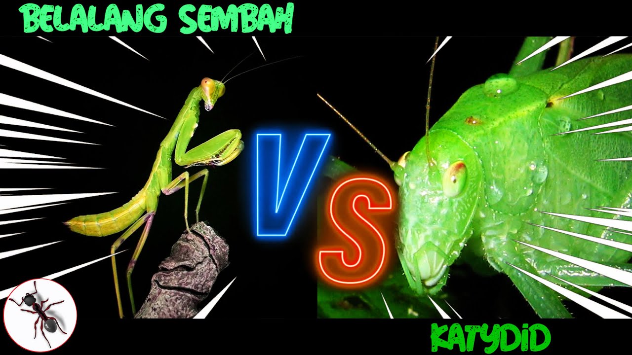 Pertarungan Belalang Sembah Vs Katydid | Versus | Serangga TV Channel
