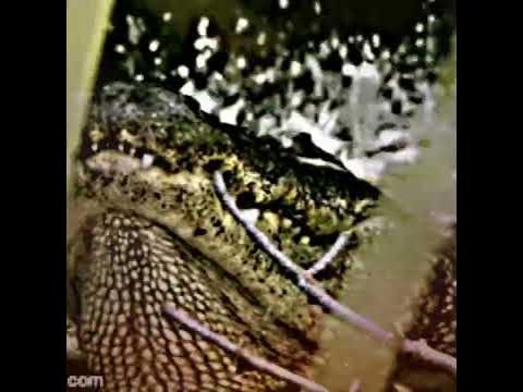 American Alligator vs Reticulated Python #alligator #reticulatedpython ...