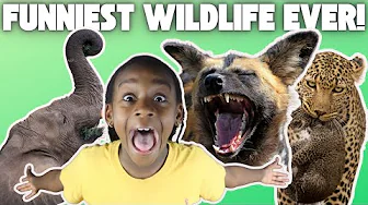 “Mind-Blowing African Animal Facts! | You Won’t Believe These!”