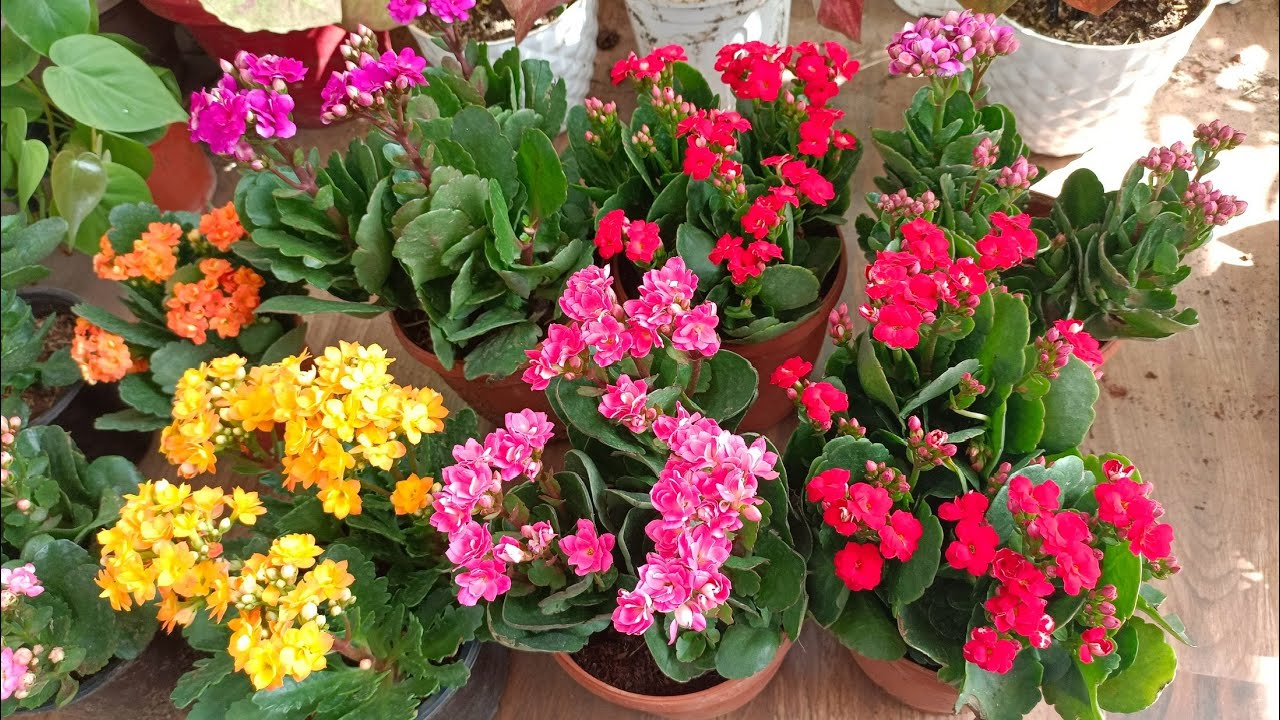 Kalancho Plant Care Tips 🌺Kalancho पर heavy floweing चाहिये तो अभि कीजिये ये जरुरी काम 👍