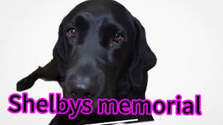 Shelby’s memorial {frozen in time}