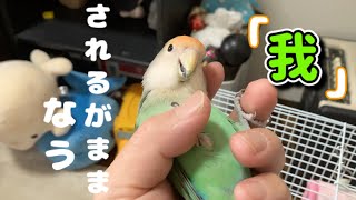 【コザクラインコ】急激に距離が縮んだパパとココ