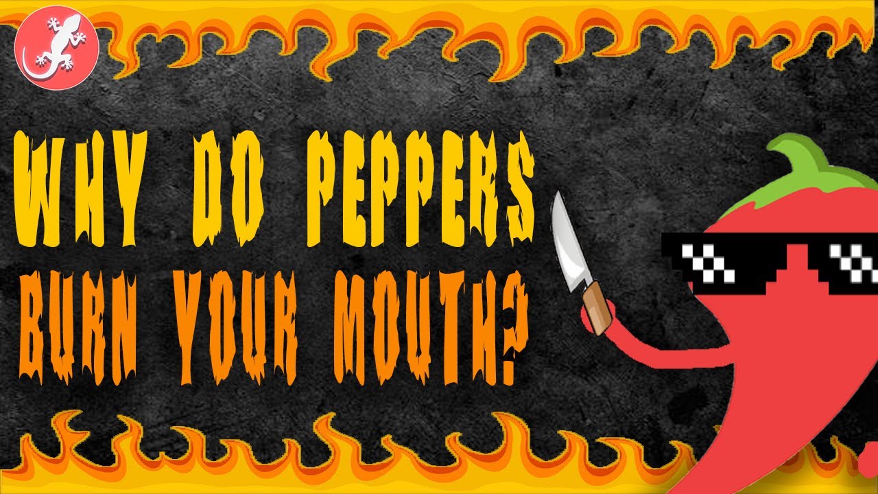 Why Do Peppers Burn Your Mouth? YouTube