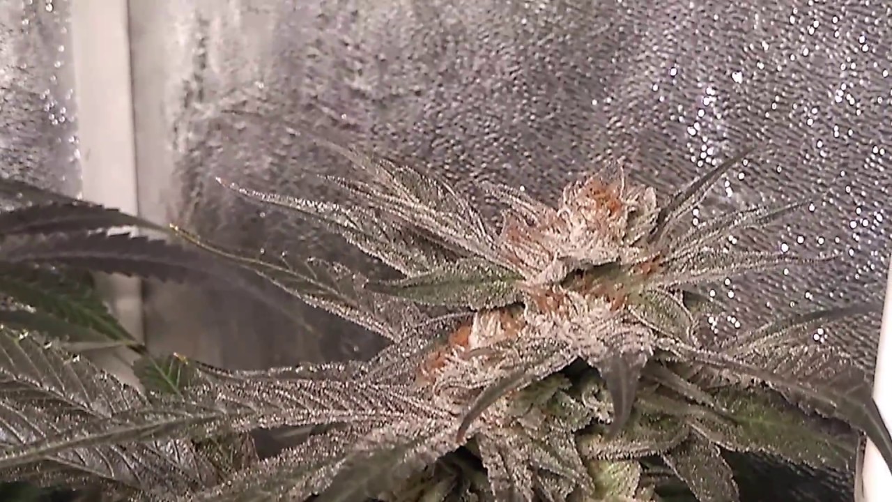 HSO Blueberry Headband and Raspberry diesel day 56 of flower