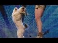 Ashleigh and pudsey  britains got talent 2012 audition  international version