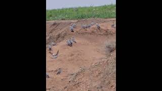 Wild pigeon.   Subscribe and like