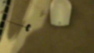 Wild Hawk Review.wmv