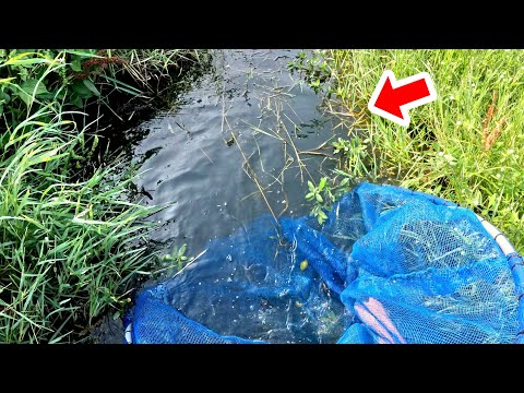 We caught a huge haul of invasive African fish by blocking off the warm water discharge with a gi...