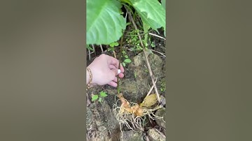 Em mới xuống núi 2 cây Sâm Ngọc Linh ( 120gr ) - 14 năm tuổi - Chuẩn hàng NGỌC LINH - XÃ TRÀ LINH