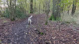 Loki the husky Late autumn walk up the woods! (4K)