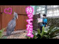 大好きな飼育員さんが来てクラッタリングでお出迎え!大喜びのハシビロコウのふたばちゃん!!【冬のふたば】Winter Futaba_21 Shoebill FUTABA 2021_17