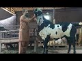 Biggest Bakra In Punjab Heera Goat Farm Part 2 , 200 KG Biggest Goat in Pakistan @Hsn Entertainment