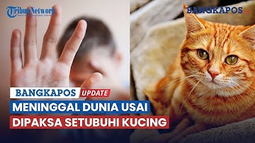 Bocah SD di Tasikmalaya Meninggal Usai Dipaksa Teman-temannya Setubuhi Kucing Sambil Direkam
