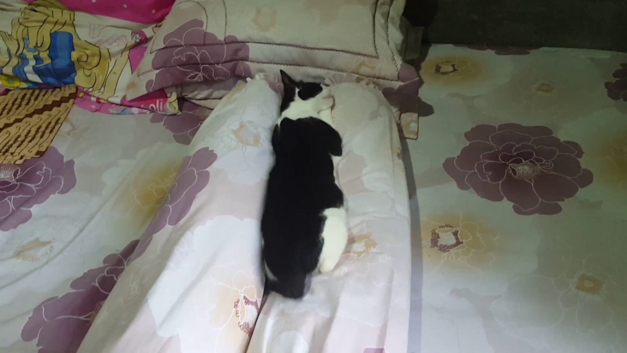 Tempat Tidur Kucing Yang Paling Mewah Di Dunia YouTube