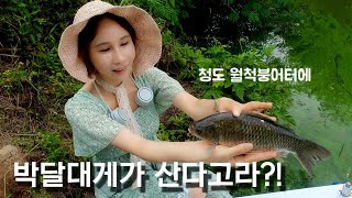 ep 43. 힐링 저수지 붕어낚시 짬낚시에 월척 월척붕어터에 박달대게가 산다고라 피싱메이비 부부낚시 붕어낚시 저수지낚시 민물낚시 소류지낚시 청도저수지