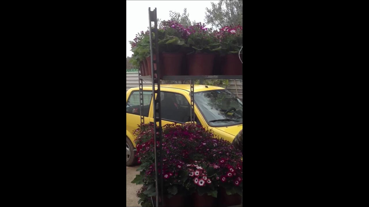 Attart flowers in Peania