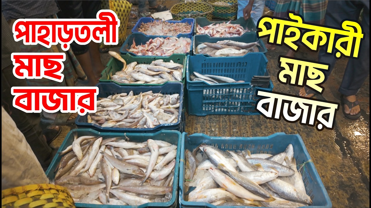 পাহাড়তলী মাছ বাজার | Pahartali | পাহাড়তলী পাইকারী মাছের আড়ৎ | Krishi Vlog | Channel Krishi.