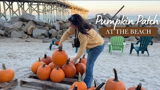 pumpkin patch on the beach! | Katie LeBlanc