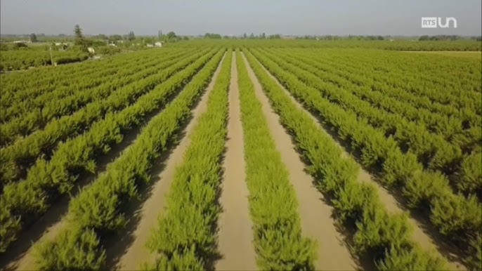 L'amandes : récolte, conservation et utilisation des amandes