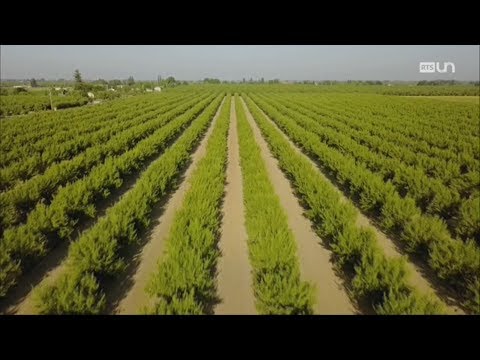 Vidéo: Utilisations de la pistache chinoise - Entretien des pistaches chinoises dans le paysage