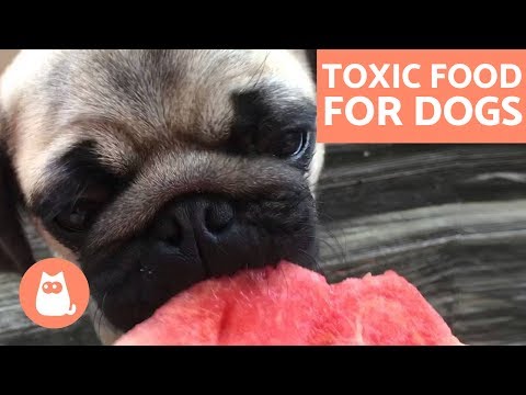 Food Dogs Can&#039;t Eat - Toxic and Forbidden Food